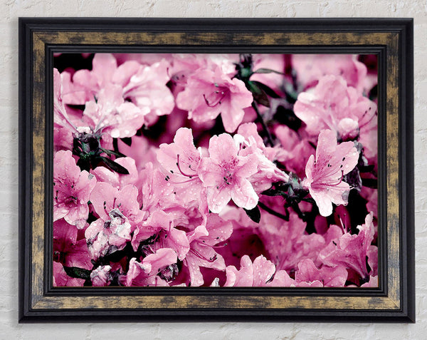 Pink Ocean Spray Framed Print
