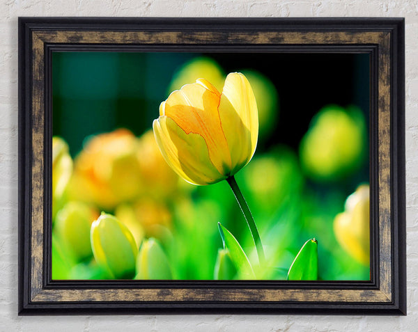Yellow Tulip Sunlight Framed Print