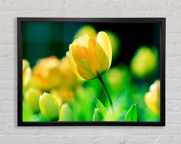 Gelbe Tulpe Sonnenlicht