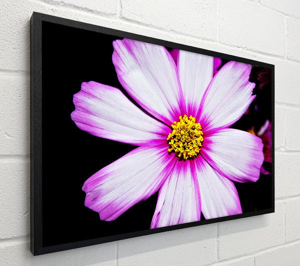 Pink Petal Stunner
