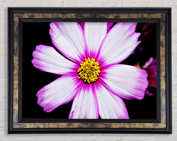 Pink Petal Stunner Framed Print