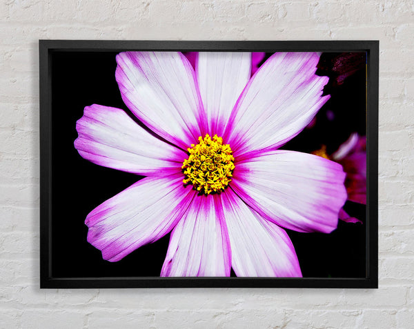 Wunderbarer rosa Blütenblattschmuck