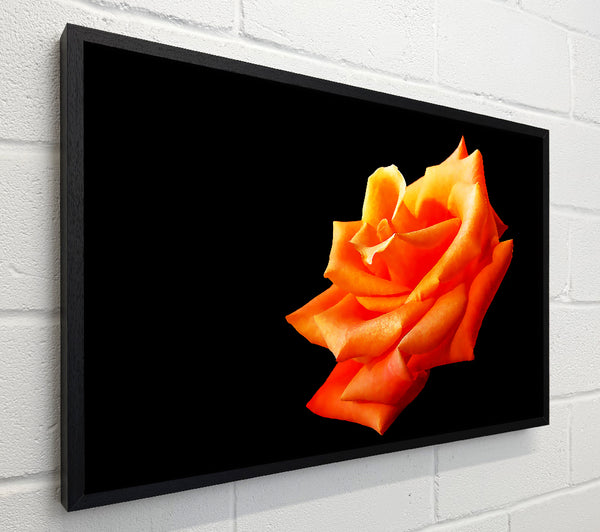 Single Orange Rose In Bloom