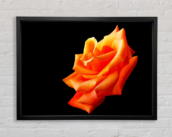 Einzelne orange Rose in voller Blüte