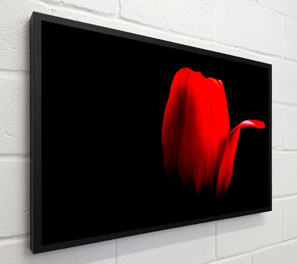 Fire Red Tulip Petal