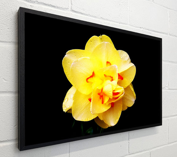 Yellow Star Flower