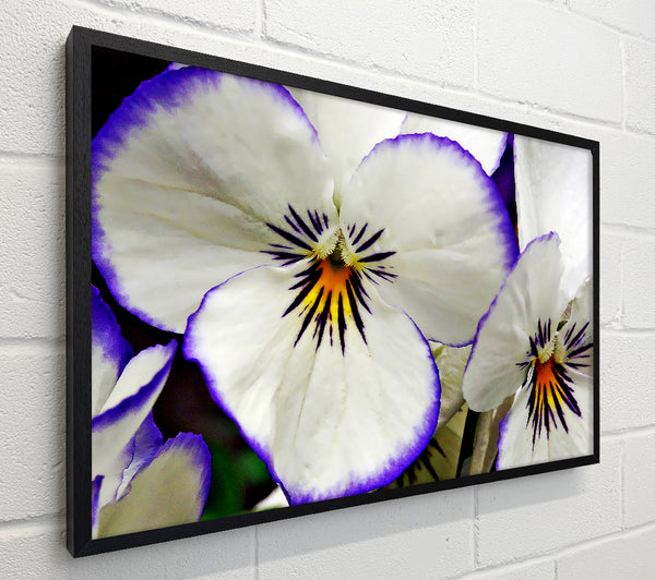 White Purple Petals