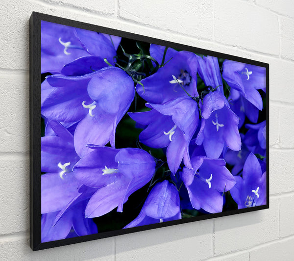 Purple Bluebells