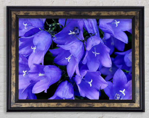 Purple Bluebells Framed Print