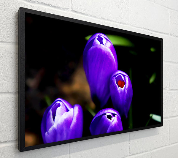 Purple Crocus Delight