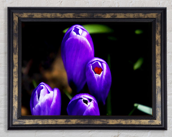 Purple Crocus Delight Framed Print