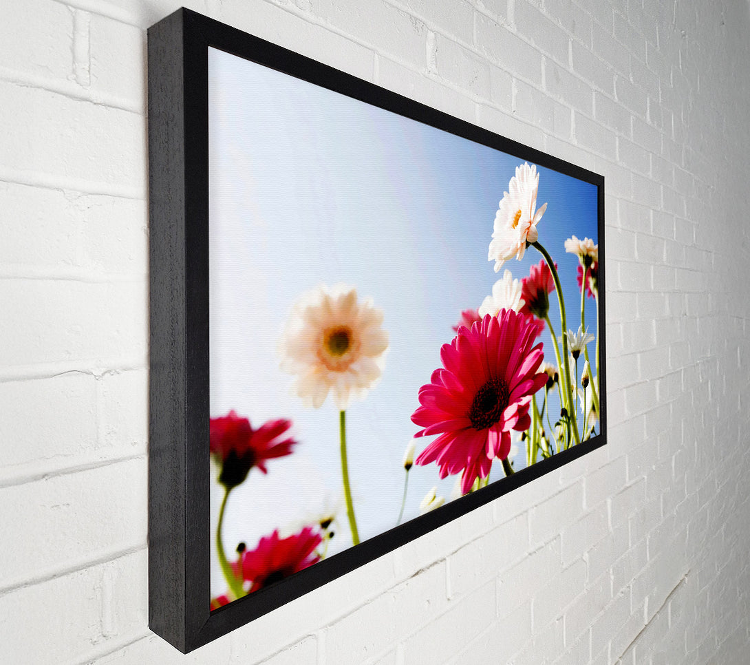 A Canvas Print of Daisy Sky Sunlight Canvas Art