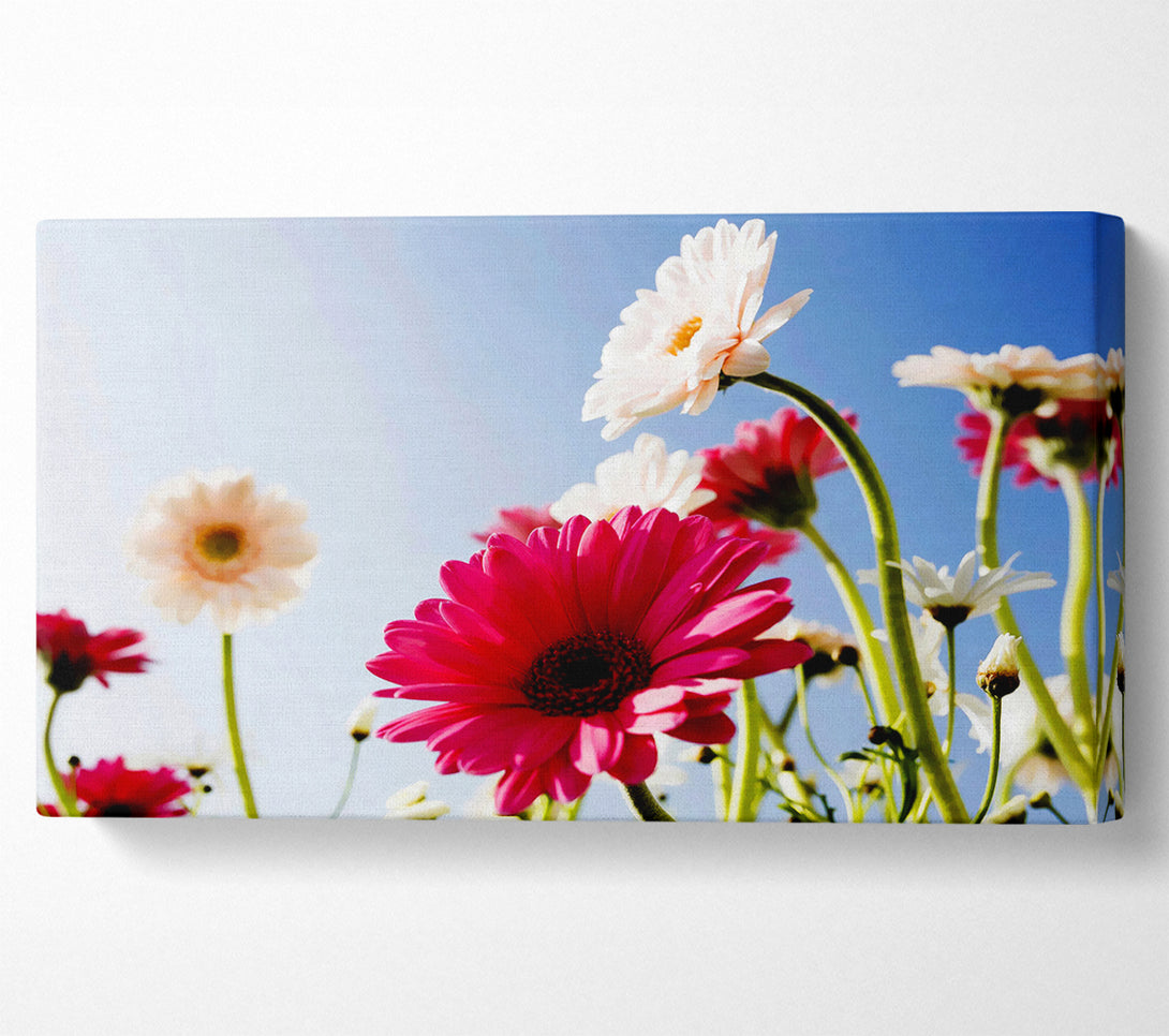  A Canvas Print of Daisy Sky Sunlight Canvas Art