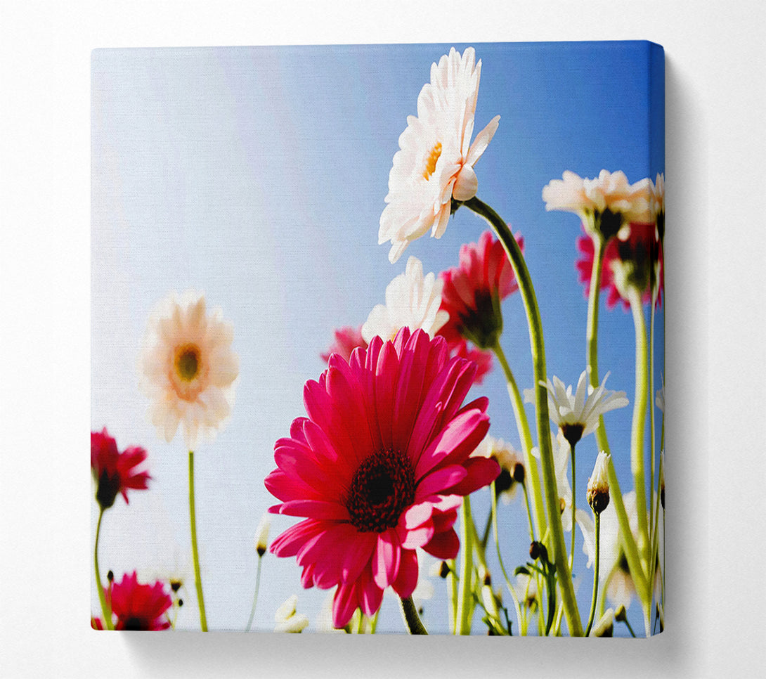  A Canvas Print of Daisy Sky Sunlight Canvas Art