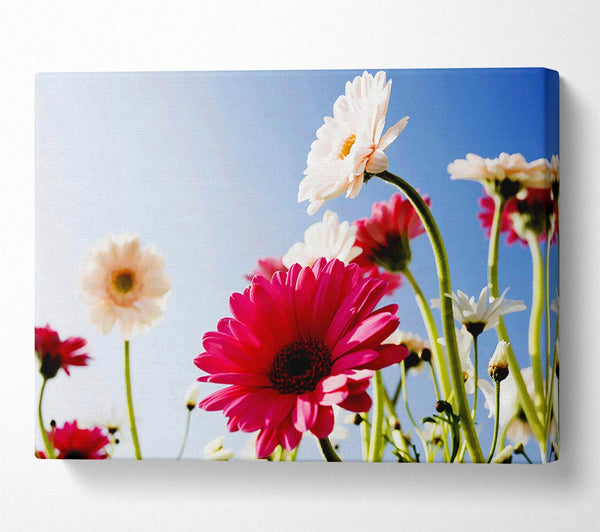  A Canvas Print of Daisy Sky Sunlight Canvas Art