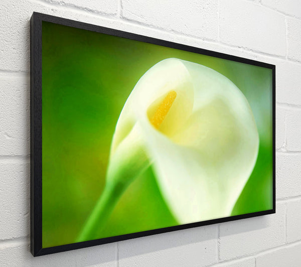 Single White Calla Lily