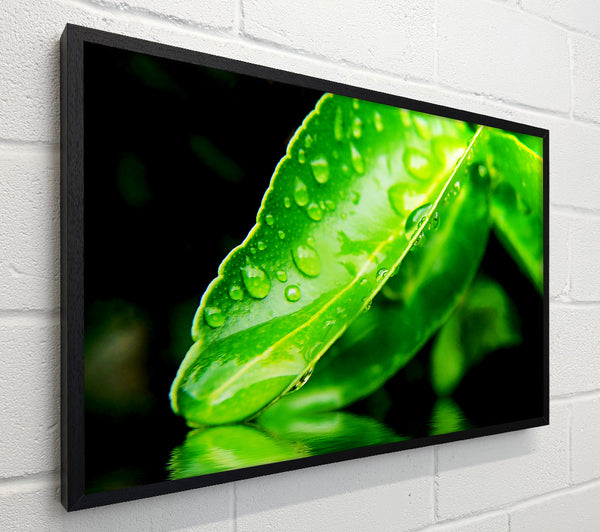 Green Leaf Reflection