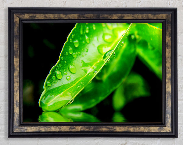 Green Leaf Reflection Framed Print
