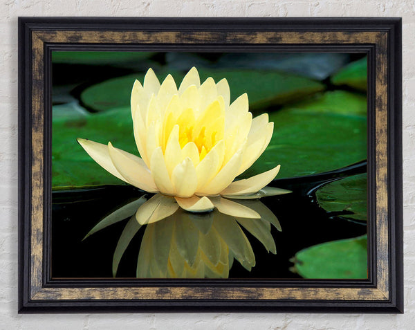 Yellow Water Lily Reflection Framed Print