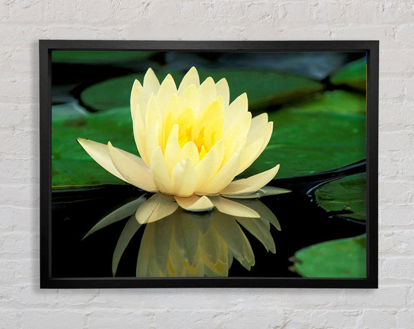 Yellow Water Lily Reflection