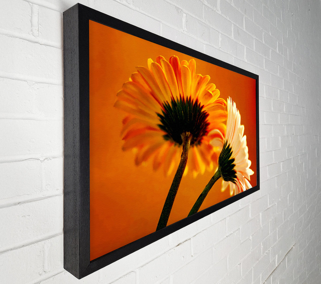  A Canvas Print of Behing The Golden Daisies Canvas Print