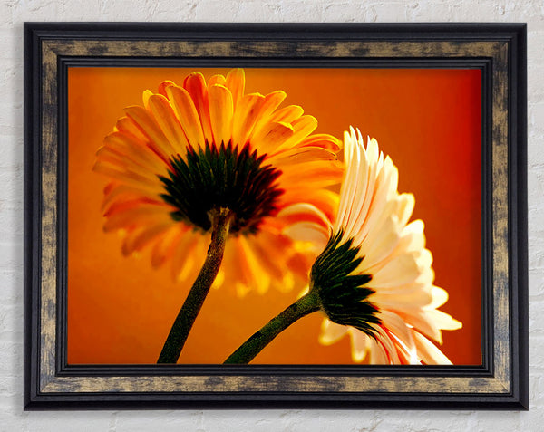 Behing The Golden Daisies Framed Print