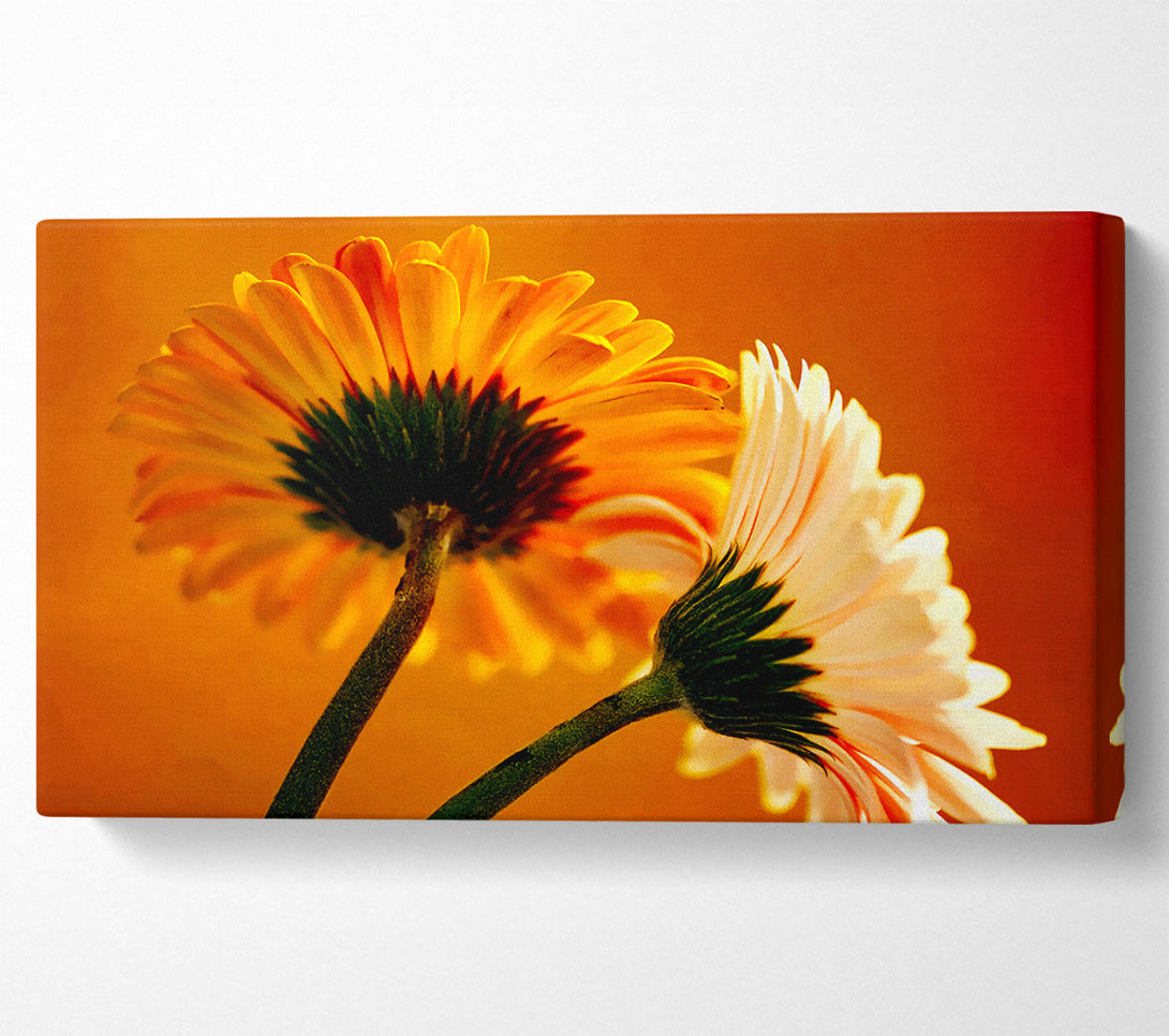  A Canvas Print of Behing The Golden Daisies Canvas Print