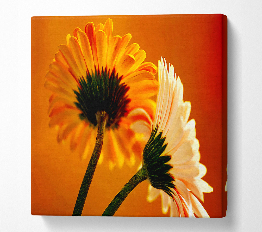  A Canvas Print of Behing The Golden Daisies Canvas Print