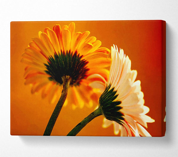  A Canvas Print of Behing The Golden Daisies Canvas Print