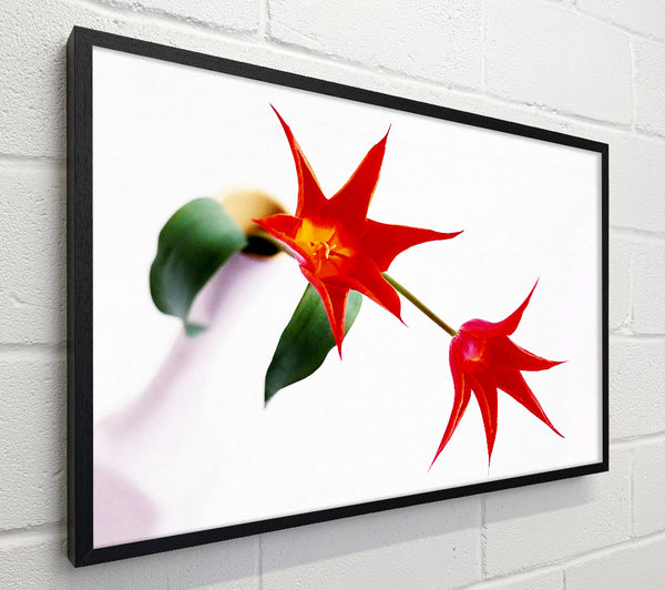 Twin Fire Tulip Centre