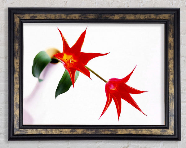 Twin Fire Tulip Centre Framed Print