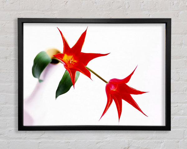 Tulpenzentrum Twin Fire