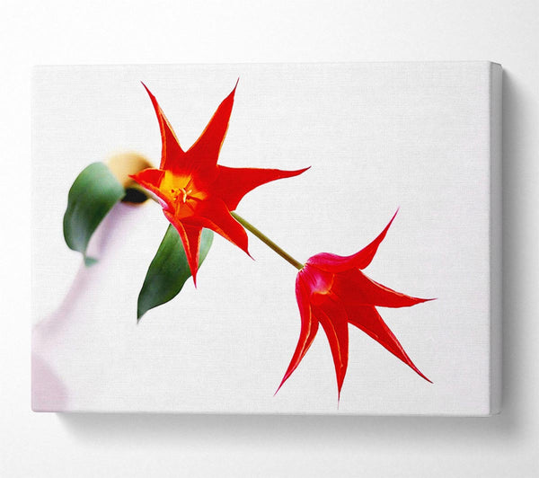  A Canvas Print of Twin Fire Tulip Centre Canvas Art