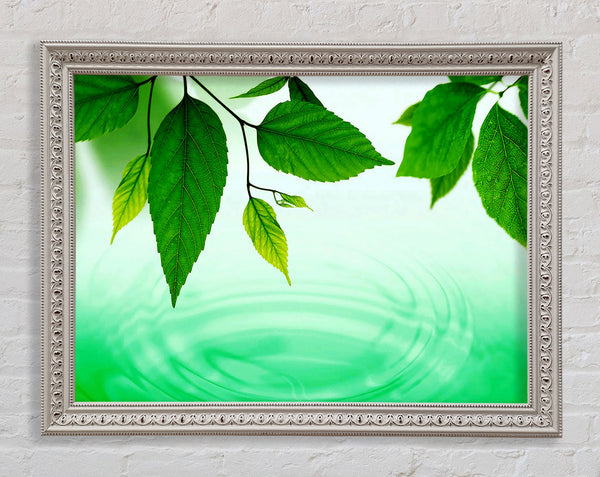 Minzblätter in der Nähe des Flusses