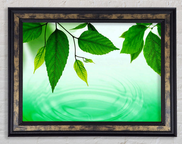 Mint Leaves Near The River Framed Print