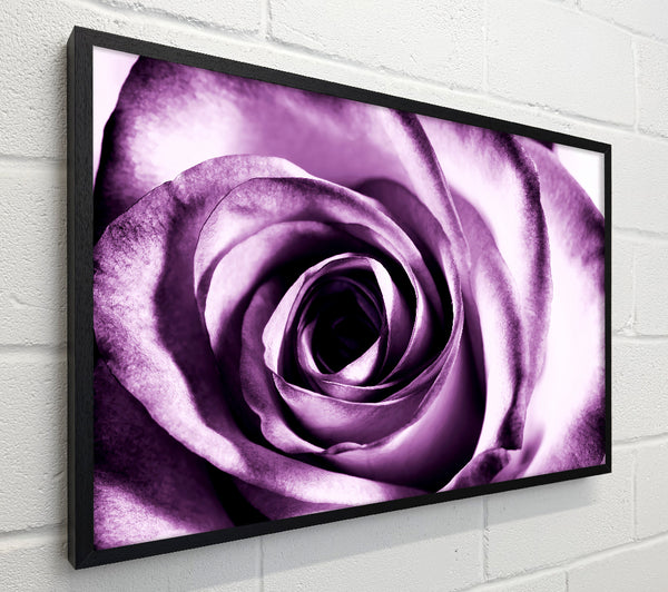 Purple Rose Delight