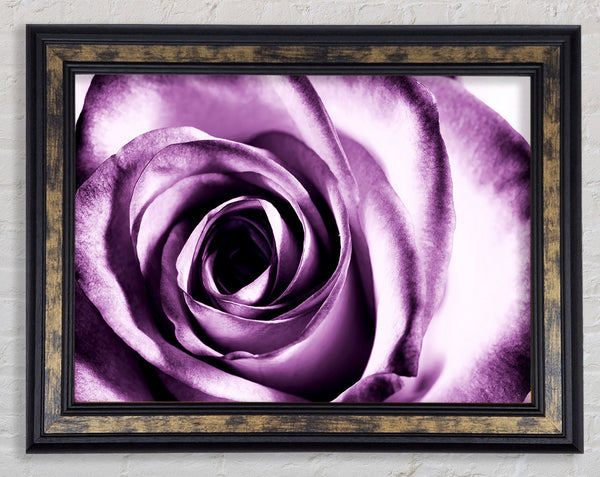 Purple Rose Delight Framed Print