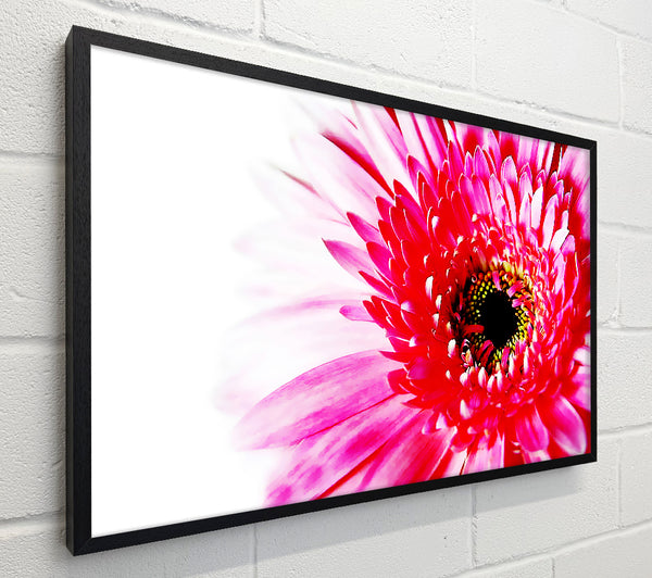 Stunning Pink Gerbera Petals