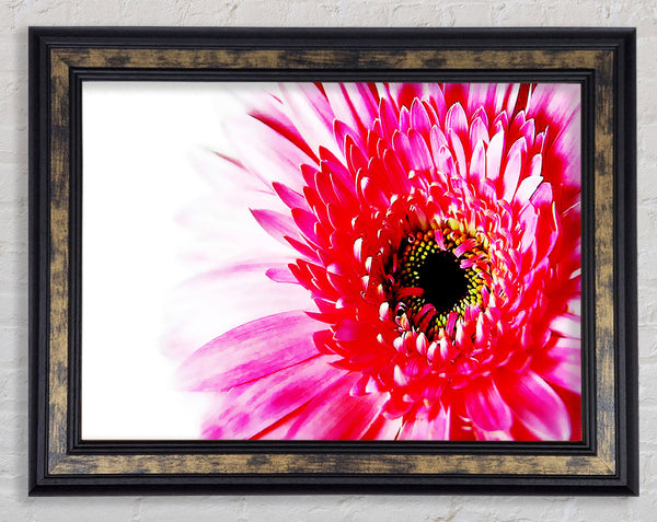 Stunning Pink Gerbera Petals Framed Print