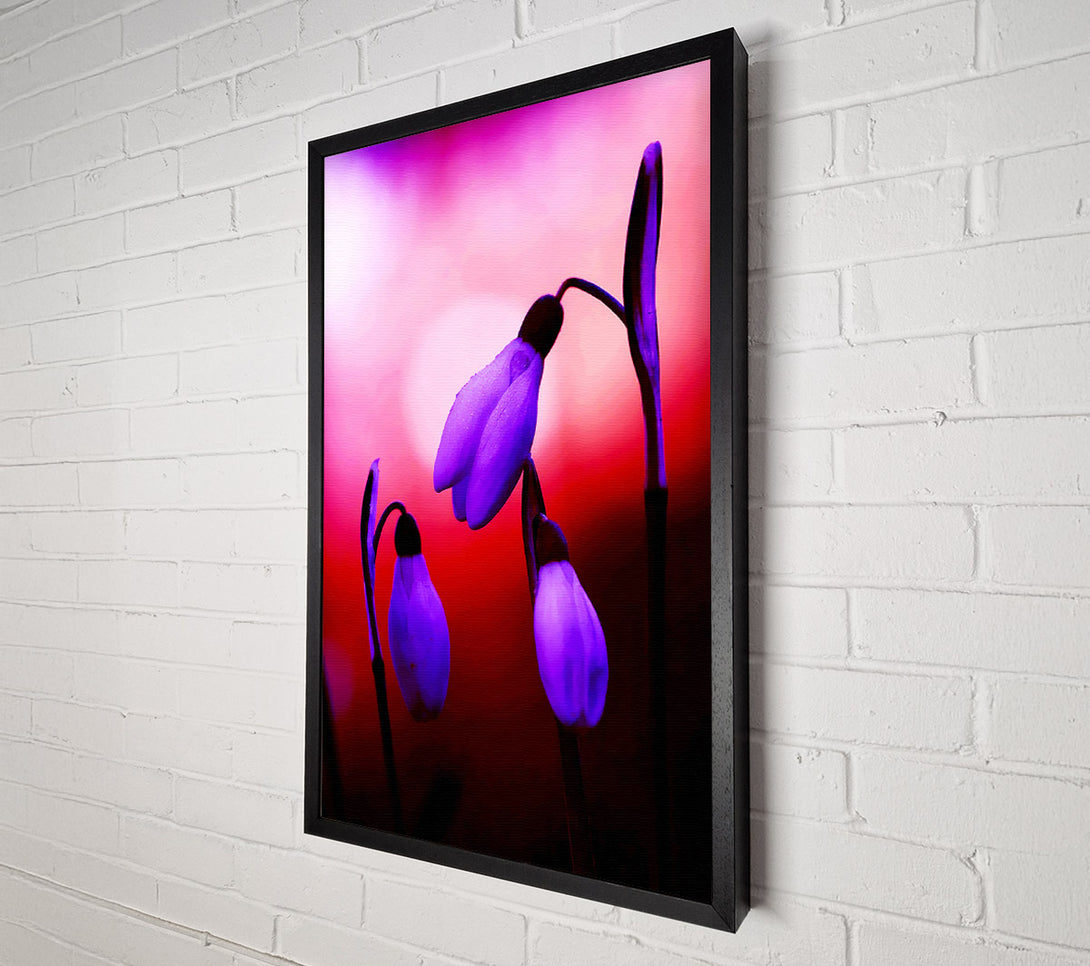  A Canvas Print of Violet Snowdrops Canvas Print