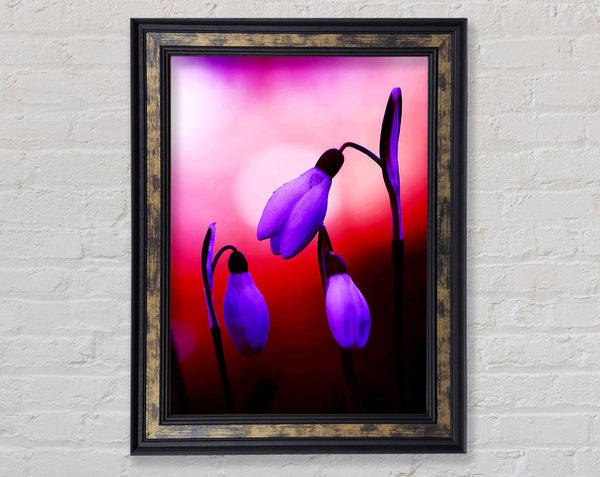 Violet Snowdrops Framed Print