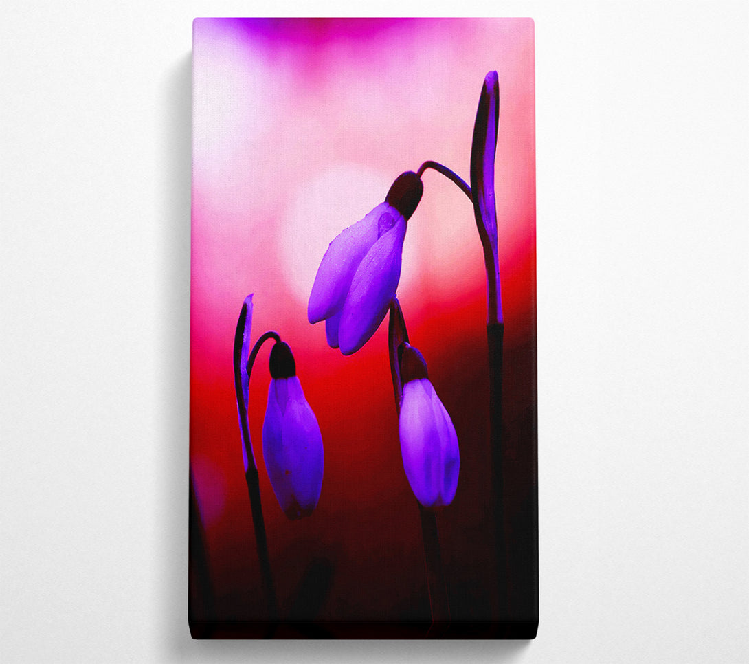  A Canvas Print of Violet Snowdrops Canvas Print