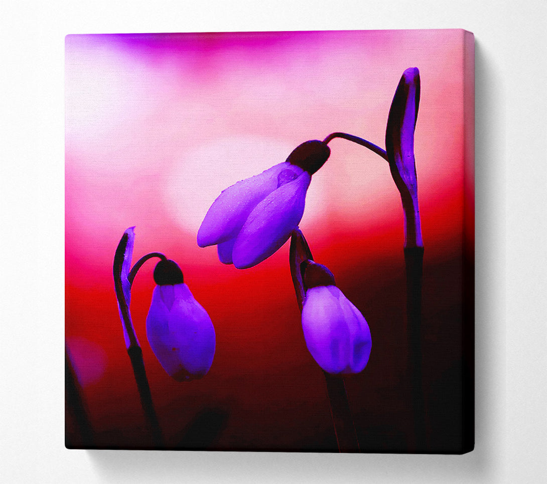  A Canvas Print of Violet Snowdrops Canvas Print