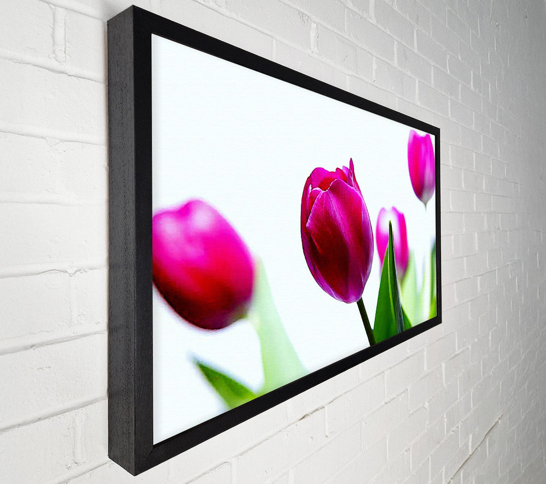  A Canvas Print of Cerise Tulip Quads Canvas Wall Art