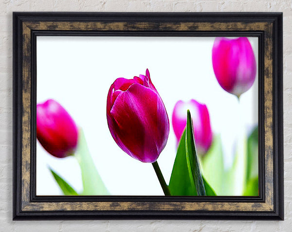 Cerise Tulip Quads Framed Print
