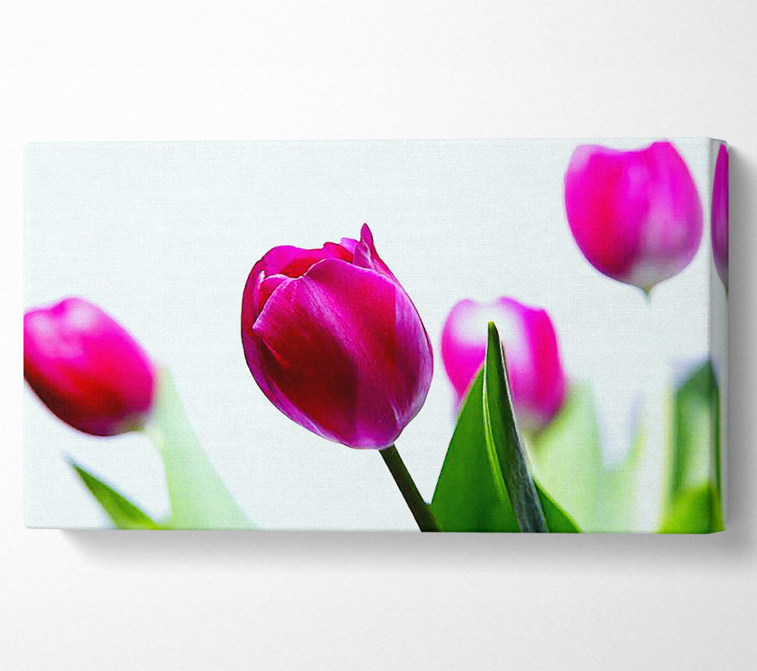  A Canvas Print of Cerise Tulip Quads Canvas Wall Art