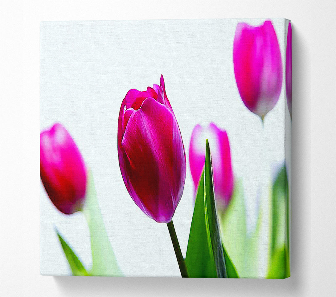  A Canvas Print of Cerise Tulip Quads Canvas Wall Art