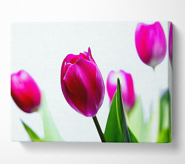  A Canvas Print of Cerise Tulip Quads Canvas Wall Art