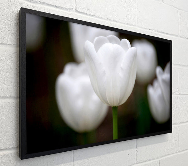 White Snowdrop Beauty