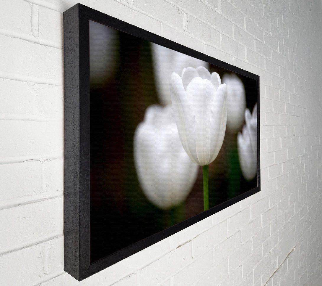  A Canvas Print of White Snowdrop Beauty Canvas Art